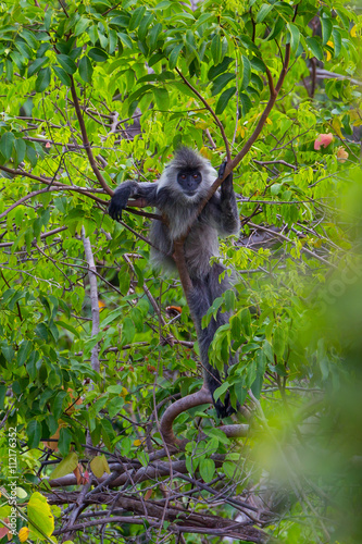 Rare Silvered Langur (Presbytis cristatus ) on the tree in real nature