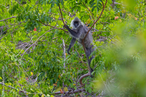 Rare Silvered Langur (Presbytis cristatus ) on the tree in real nature