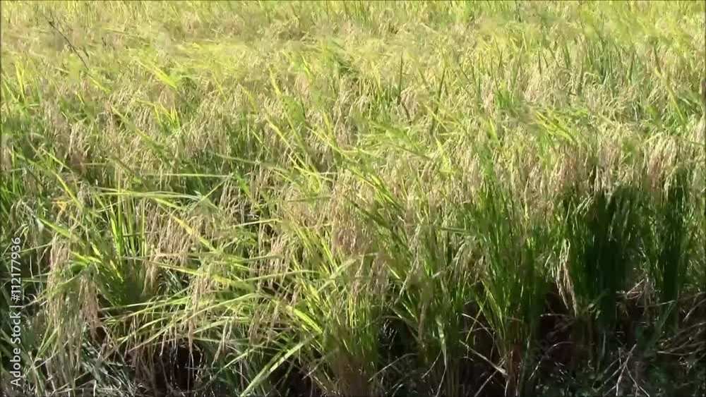 風で大きく揺れる稲穂 風で大きく揺れる稲穂