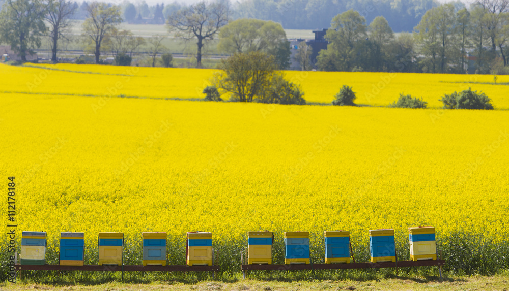 Naklejka premium Hives near the blooming rapeseed field