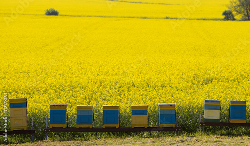 Hives near the blooming rapeseed field