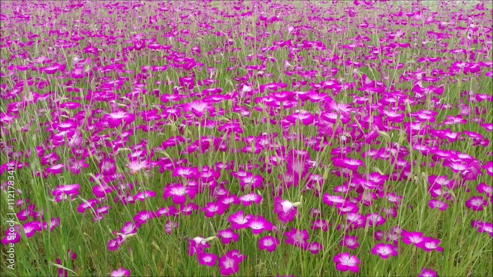 風にそよぐムギナデシコ 風にそよぐムギナデシコ