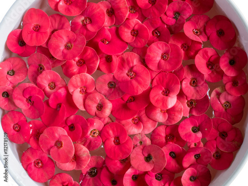 Red flower , Close up of red Crown of thorns or Christ thorn flowers (Euphorbia milli) floating in water isolated