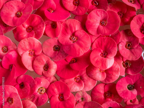 Red flower , Close up of red Crown of thorns or Christ thorn flowers (Euphorbia milli) floating in water