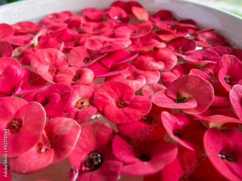 Red flower , Close up of red Crown of thorns or Christ thorn flowers (Euphorbia milli) floating in water