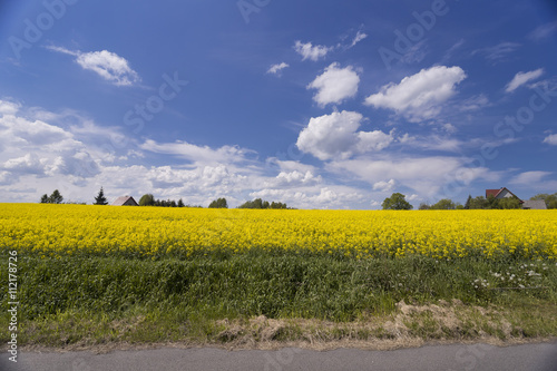 Beautiful spring landscape, yellow flower in rapeseed field