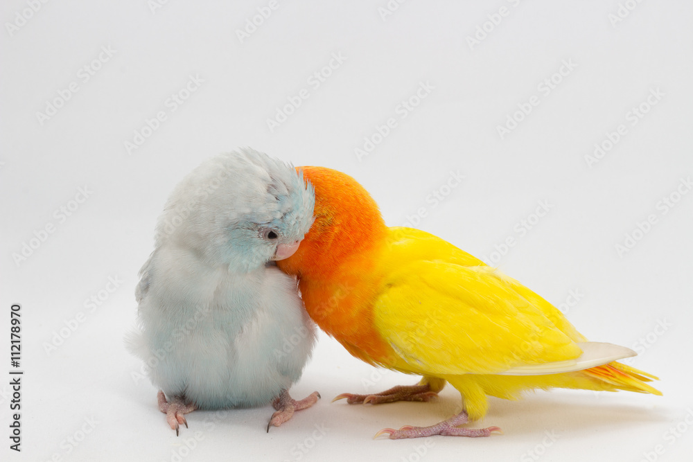 Yellow Lobebird and Pastel Blue Forpus