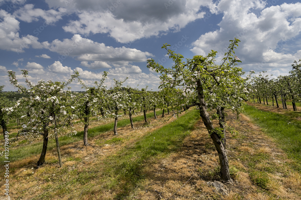 Naklejka premium White fruits blooming in the springtime in orchard