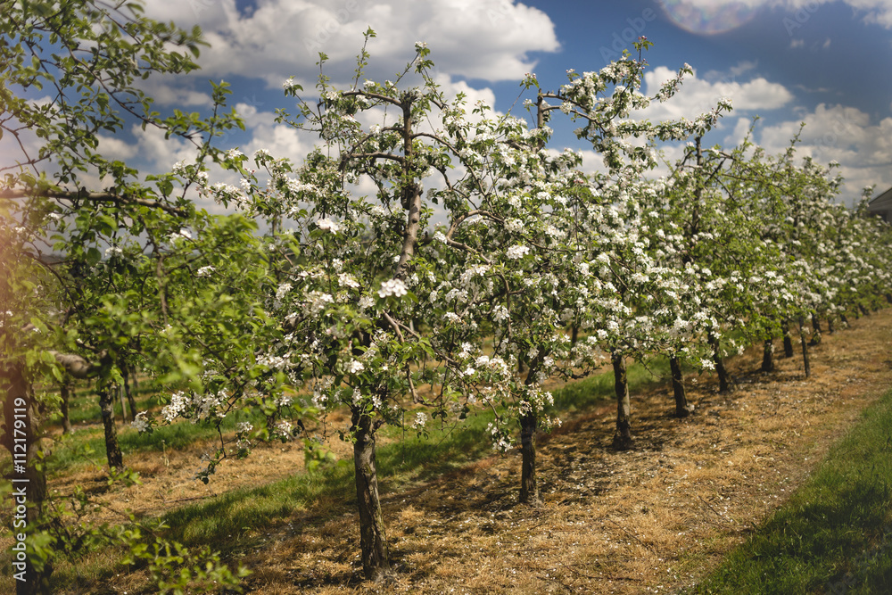 White fruits blooming in the springtime in orchard