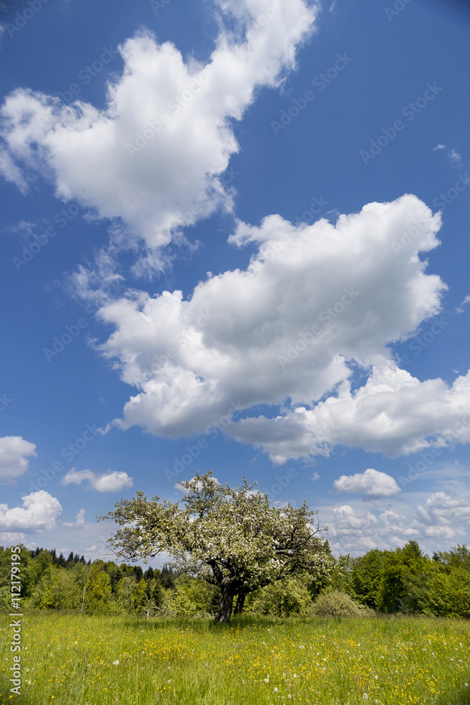 White friuts blooming in the springtime in orchard White friuts blooming in the springtime in orchard