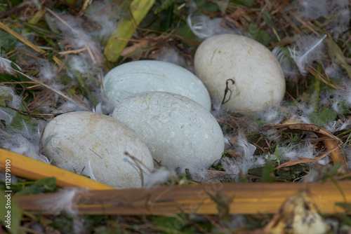 Mute Swan, cygnus olor - Eggs in nest.