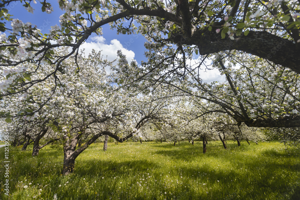 White fruits blooming in the springtime in orchard White fruits blooming in the springtime in orchard
