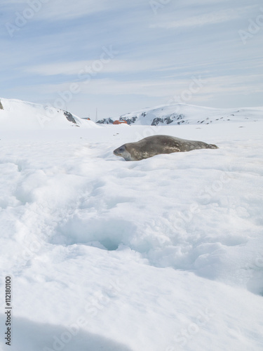 wedell seal antarctica © Dan Kosmayer