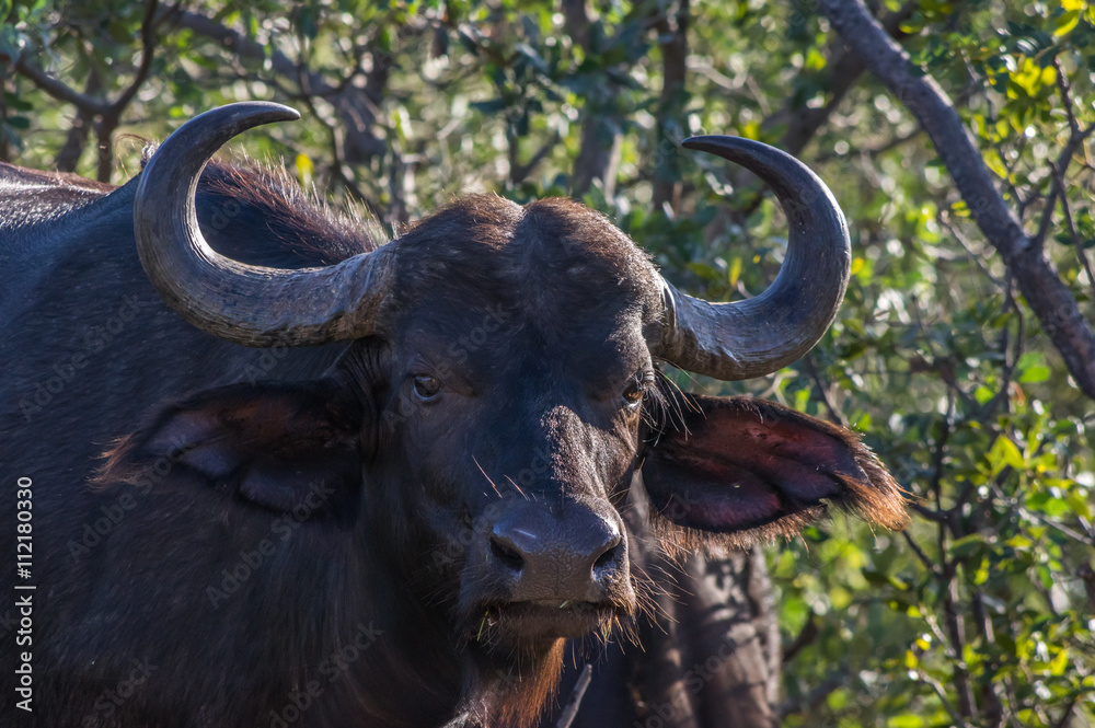 Naklejka premium African Buffalo grazing through the trees at the Welgevonden Game Reserve in South Africa