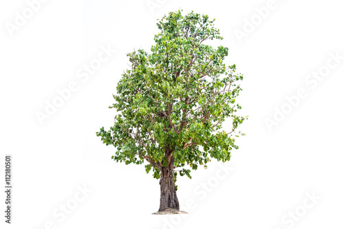deciduous banyan tree
