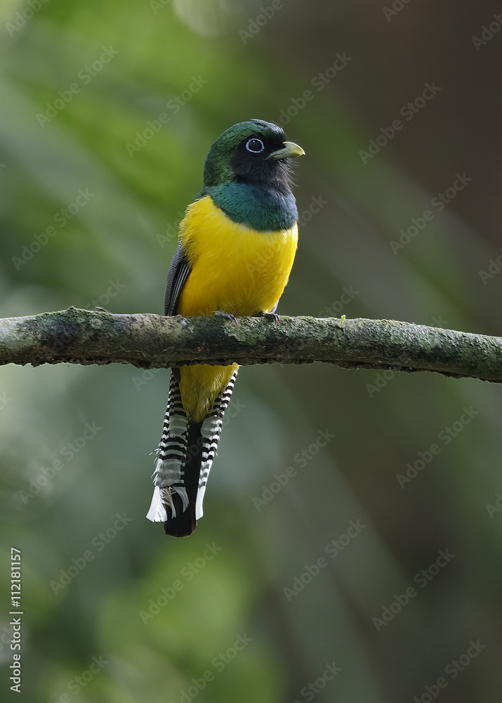 Male Black-throated Trogon Perched in a Panama Rainforest Male Black-throated Trogon Perched in a Panama Rainforest