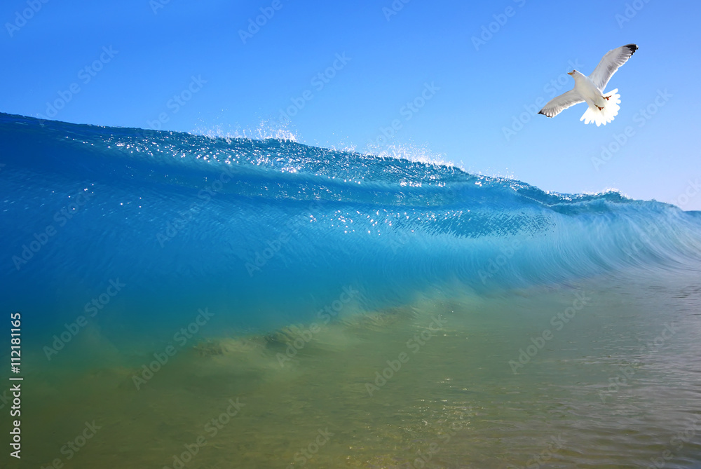 Splash of water with seagull