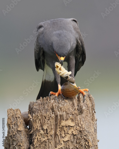 Male Snail Kite Eating an Apple Snail - Panama photo