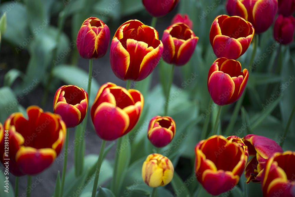 Red and yellow Tulip field half open Red and yellow Tulip field half open