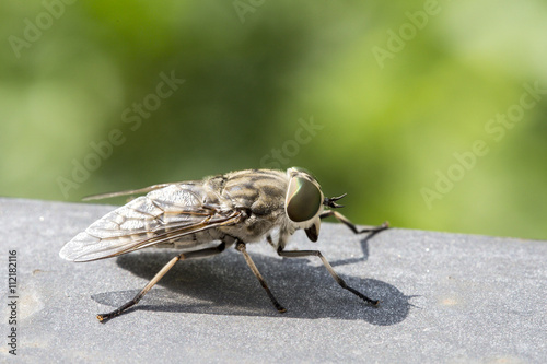 Closeup of a horsefly
