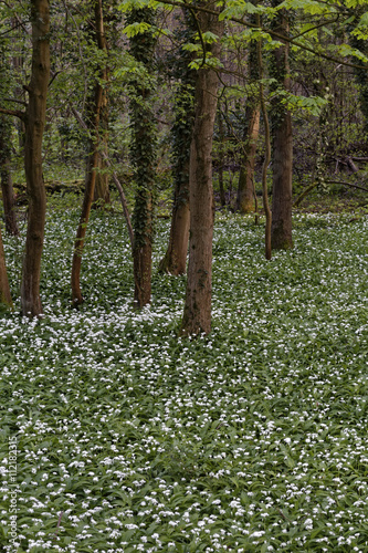 wild garlic in forest
