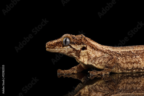 Closeup Gargoyle Gecko  Rhacodactylus auriculatus in profile  staring Isolated on black background. Native to New Caledonia