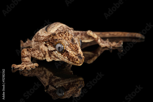 Gargoyle Gecko, Rhacodactylus auriculatus staring Isolated on black background. Native to New Caledonia