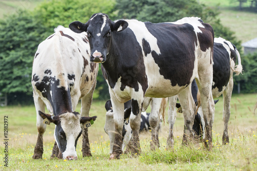 Fototapeta Naklejka Na Ścianę i Meble -  Holstein cows in pasture