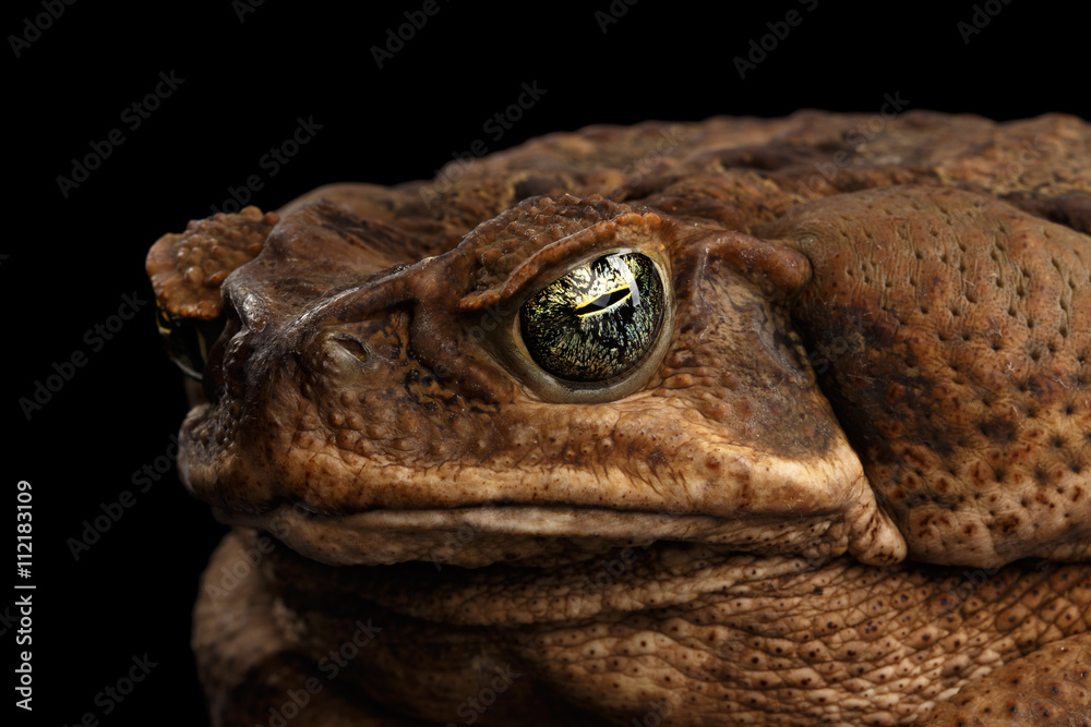 Fototapeta premium Closeup Cane Toad - Bufo marinus, giant neotropical or marine toad Isolated on Black Background