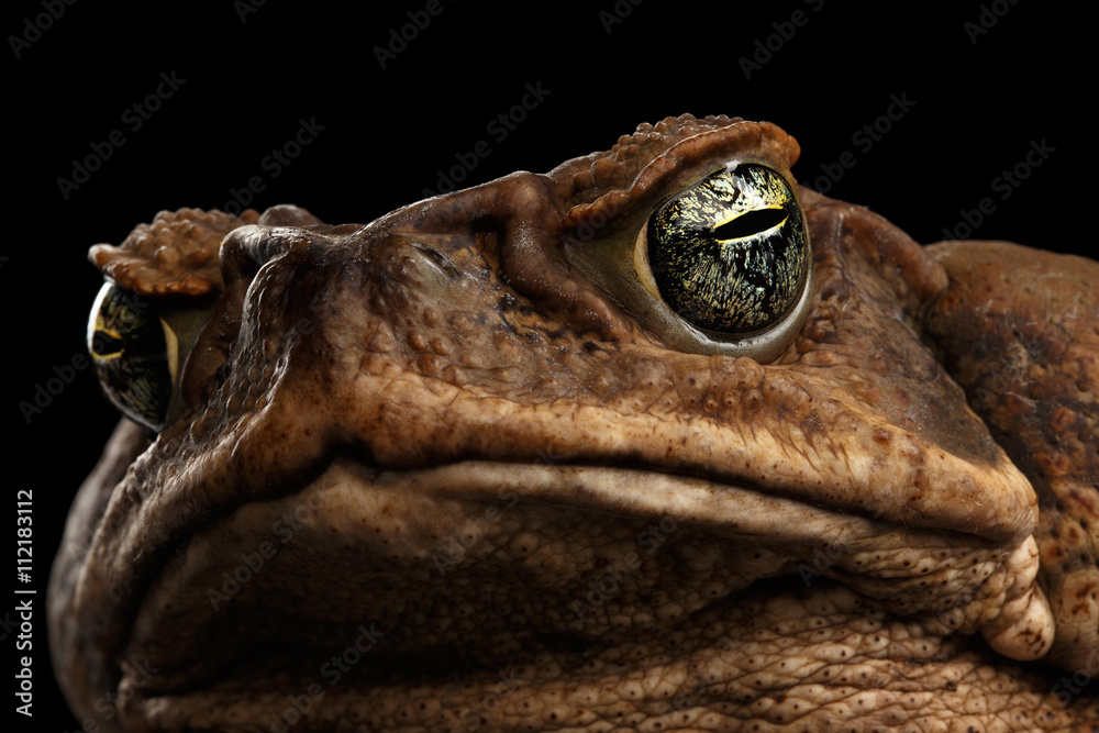 Fototapeta premium Closeup Cane Toad - Bufo marinus, giant neotropical or marine toad Isolated on Black Background