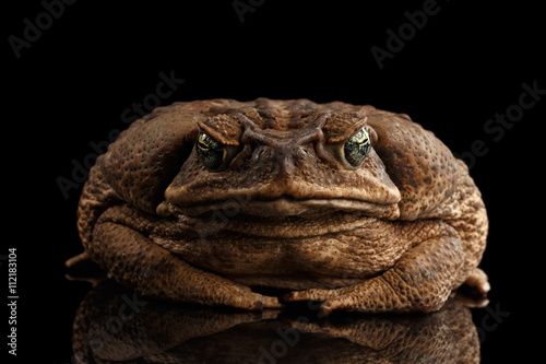 Cane Toad - Bufo marinus, giant neotropical or marine toad Isolated on Black Background, front view