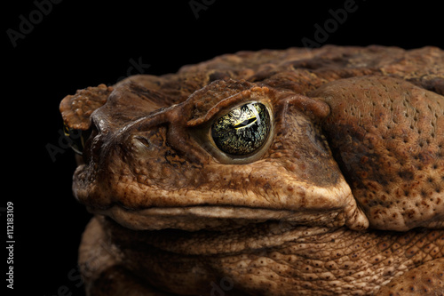 Closeup Cane Toad - Bufo marinus, giant neotropical or marine toad Isolated on Black Background