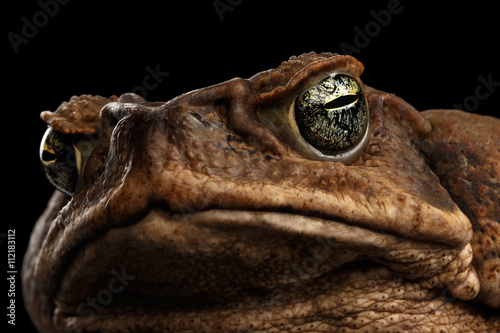 Closeup Cane Toad - Bufo marinus, giant neotropical or marine toad Isolated on Black Background