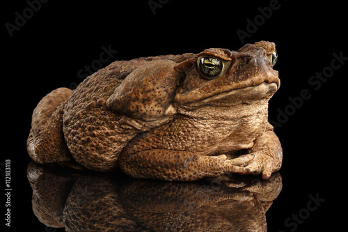 Cane Toad - Bufo marinus, giant neotropical or marine toad Isolated on Black Background