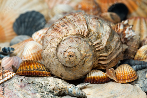 Spiral Seashell - Macro Photo