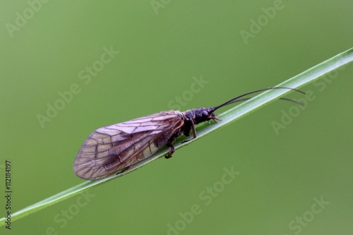 Alderfly resting on a reed photo