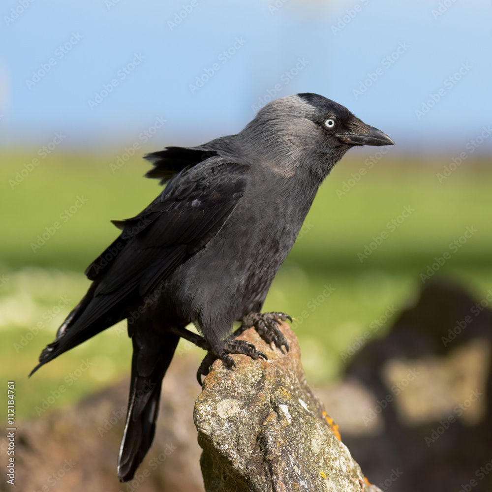 Western Jackdaw, Corvus monedula
