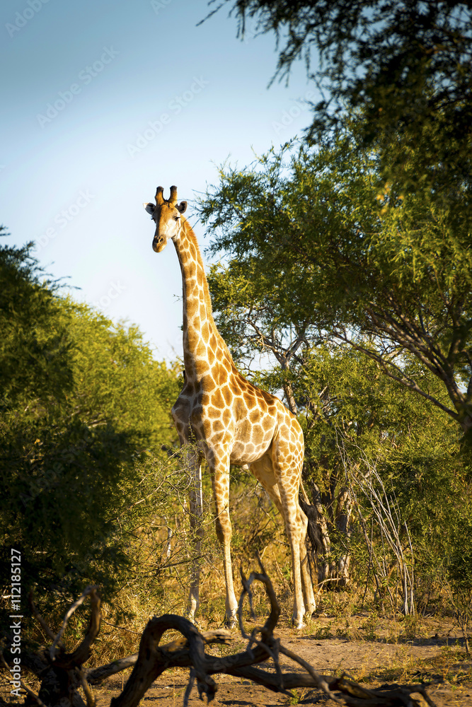 Fototapeta premium Giraffe