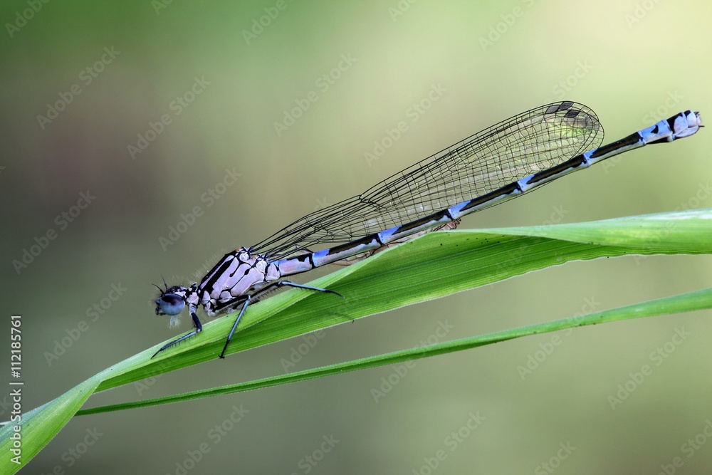 Variable damselfly, Coenagrion pulchellum Variable damselfly, Coenagrion pulchellum
