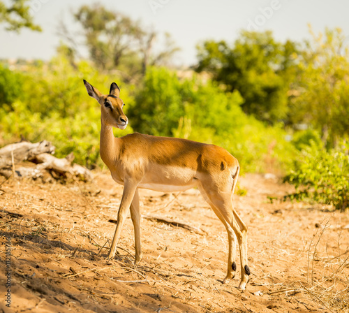 Impala