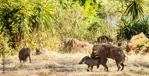 Mating Warthogs in Wild