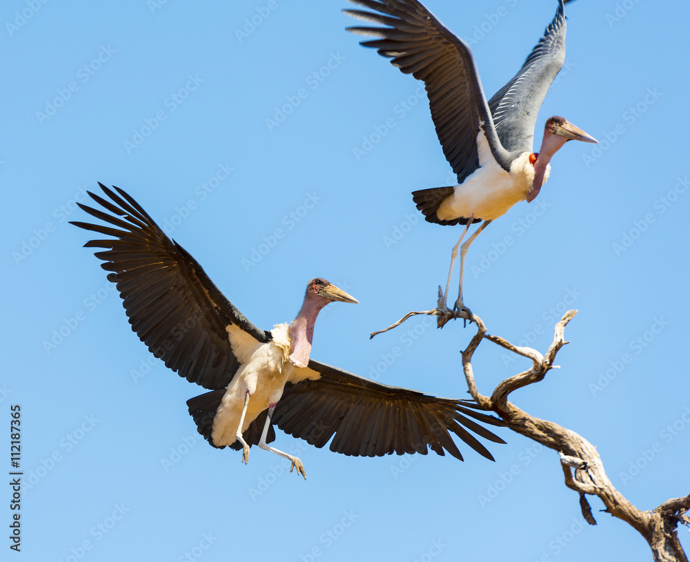 Obraz premium Undertaker Bird