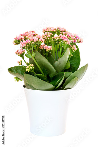 pink Calandiva flowers or Kalanchoe in pot on white background 