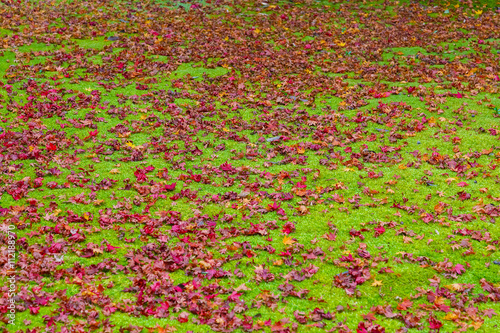 Maple leaves with moss on the ground in autumn photo