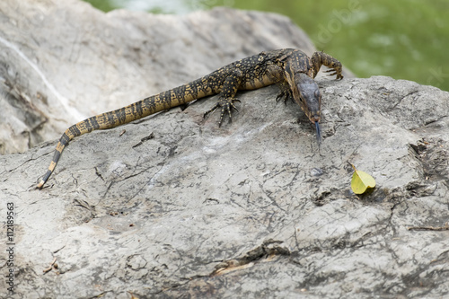 Close up of Lizard or water monitor photo