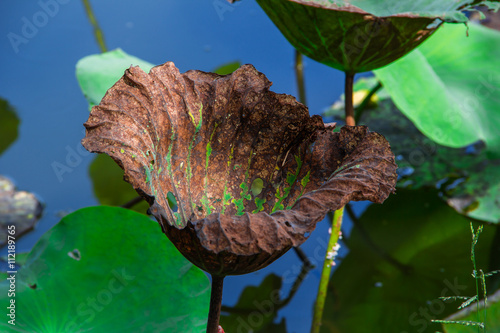 Bilde på lerret leaf lotus