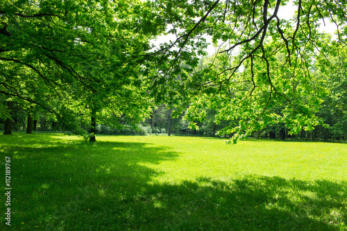 Fototapeta Naklejka Na Ścianę i Meble -  green meadow and leaves