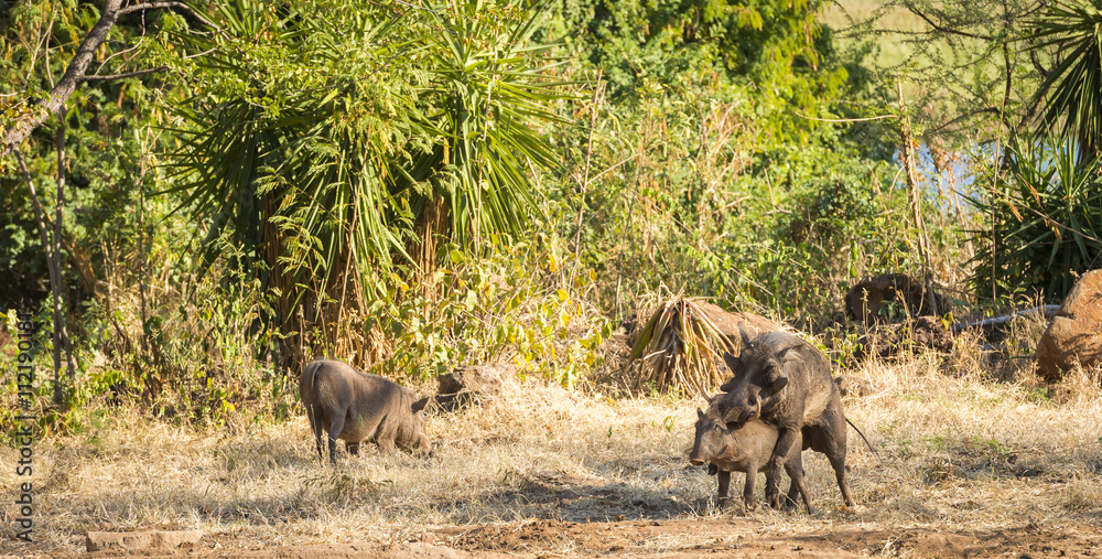 Warthogs Mating