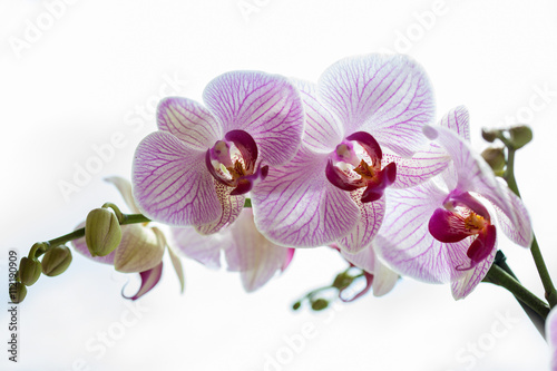 Phalaenopsis orchid  flower branch with buds