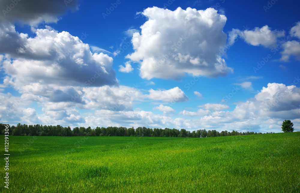 Beautiful spring landscape. Field of grass and perfect sky